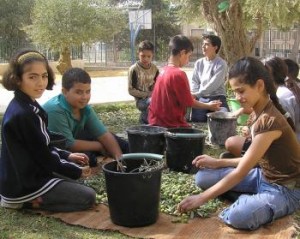 SIRA School - olives in Bethlehem